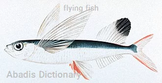 flying fish